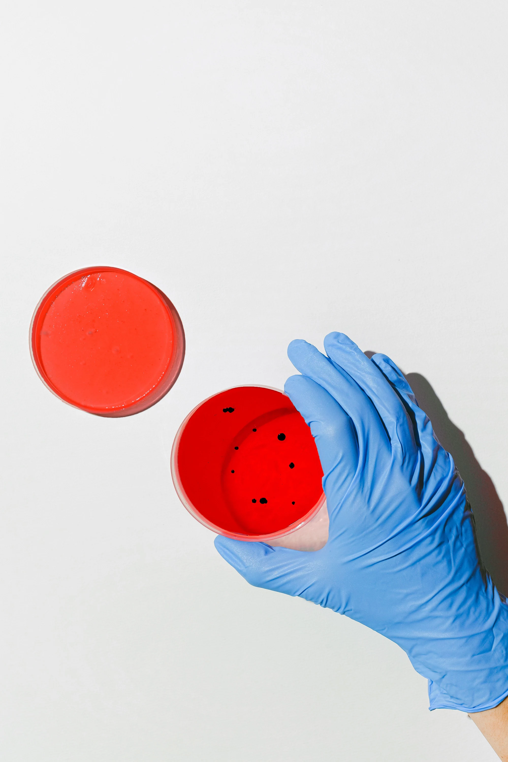 Gloved hand holding a Petri dish containing red agar